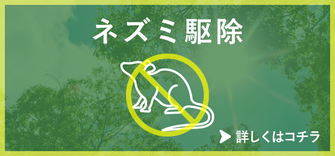 ネズミ駆除